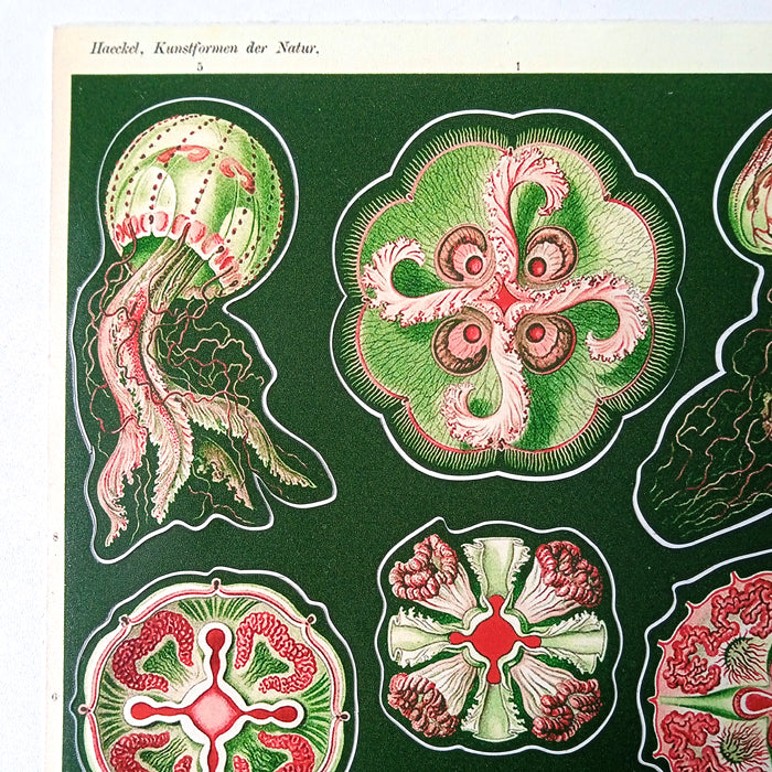 DISCOMEDUSAE STICKERS