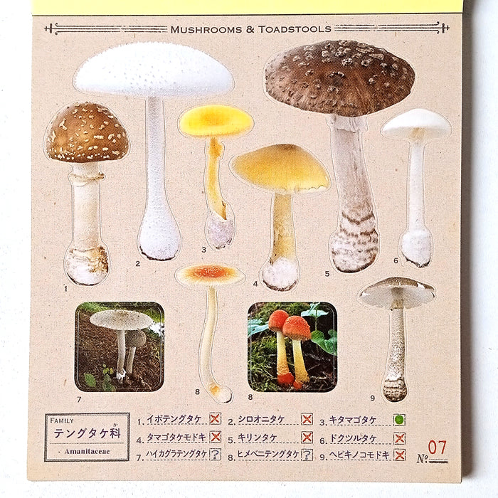 FUNGI STICKERS ★ SURPRISE GRAB BAG OF 2