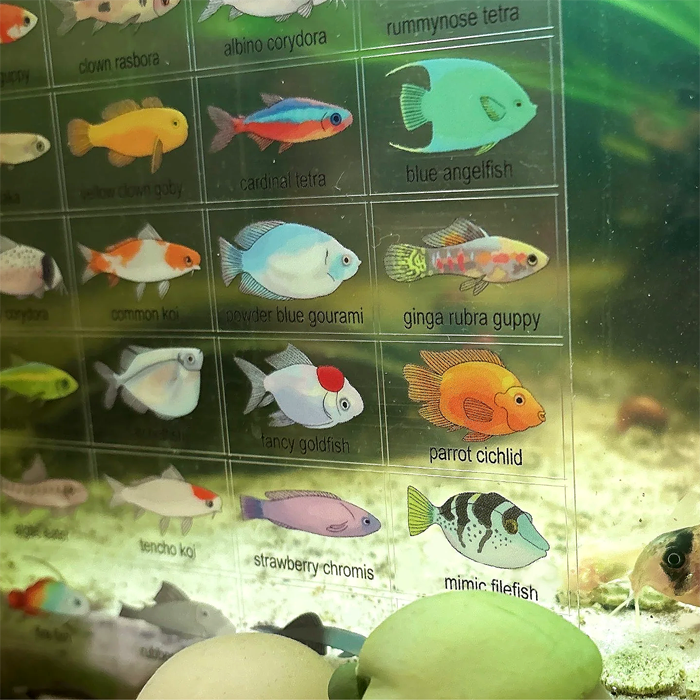 AQUARIUM FISH STICKERS – RINIHIMME